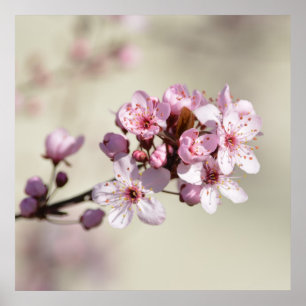 Körsbärsröda blommarblommor poster