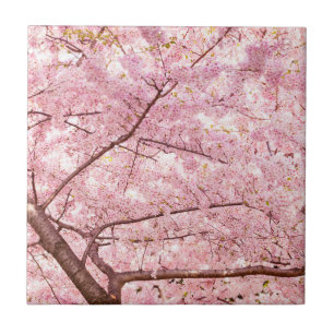 Körsbärsröda blommarträd kakelplatta