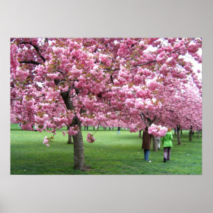 Körsbärsröda blommarträd poster