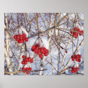Körsbärsröda snökottar poster