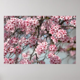 Körsbärsrött blommarträd poster