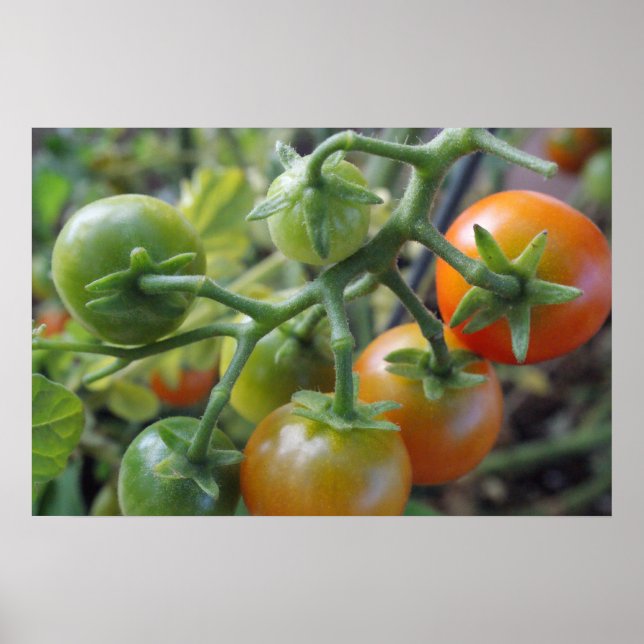 Körsbärstomater på vinfotot poster utskrift (Framsidan)