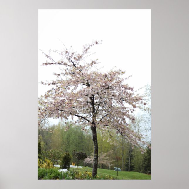 körsbärsträd i blom i regnet poster (Framsidan)
