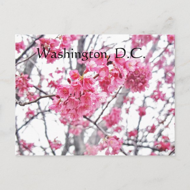 Körsbärsträd i blom Washington, D.C. Vykort (Framsida)