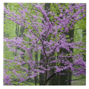 Körsbärsträd i full blomning under våren nära Defi Kakelplatta
