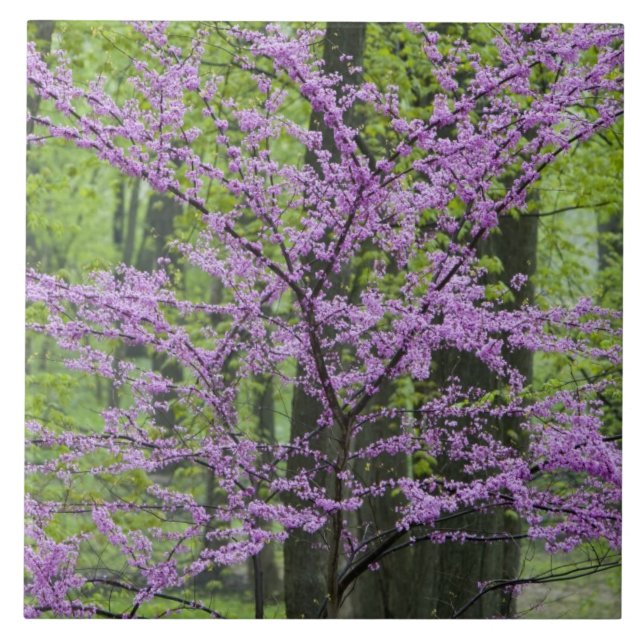 Körsbärsträd i full blomning under våren nära Defi Kakelplatta (Framsidan)