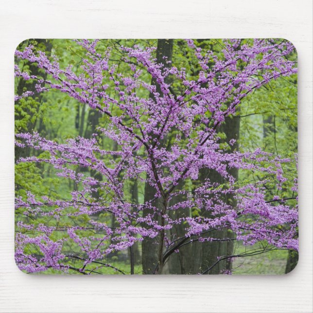 Körsbärsträd i full blomning under våren nära Defi Musmatta (Framsidan)