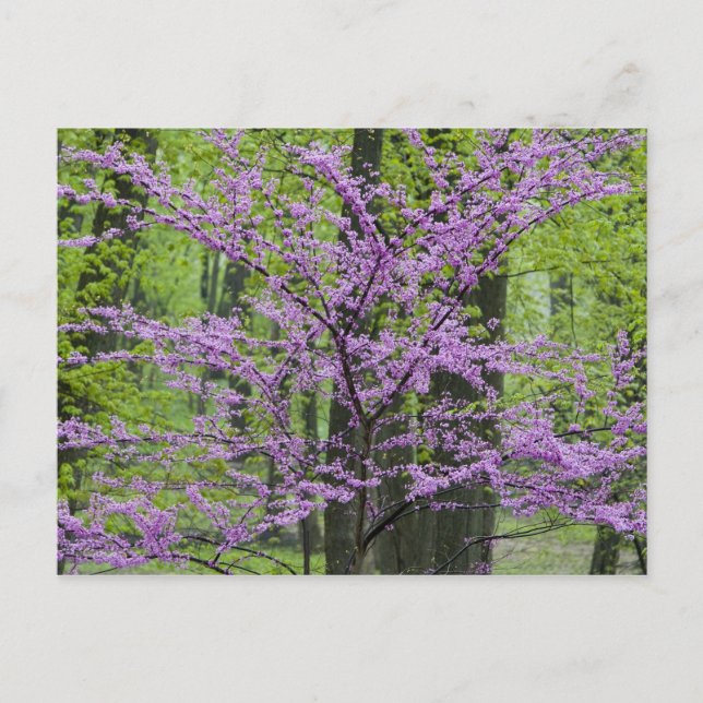 Körsbärsträd i full blomning under våren nära Defi Vykort (Framsida)