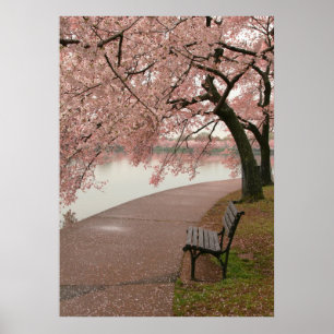 Körsbärsutskrift Blommar Poster