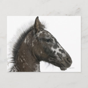 korsningar mellan en Appaloosa och en Vykort