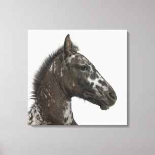 korsningföl mellan en Appaloosa och ett a Canvastryck