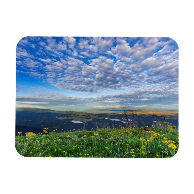 Korsörtvildblommor i Swan Range Magnet (Horisontell)