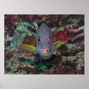 Korsseyed Snapper Poster