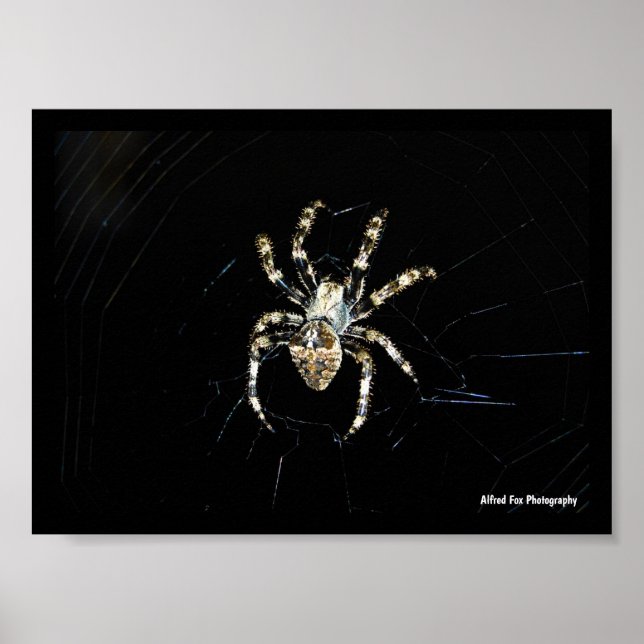 Korsspindel Poster (Framsidan)
