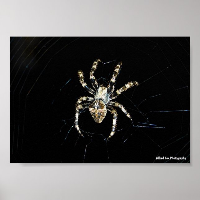 Korsspindel Poster (Framsidan)