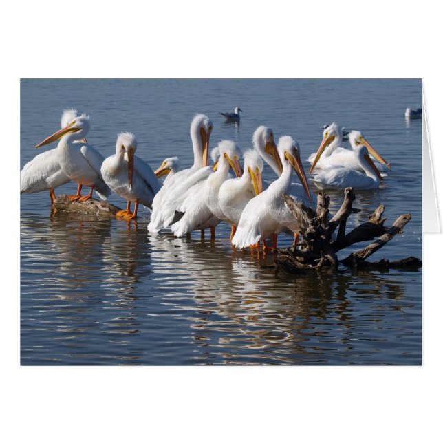 Kort 5 x 7 för pelikaner (Framsidan Horizontal)