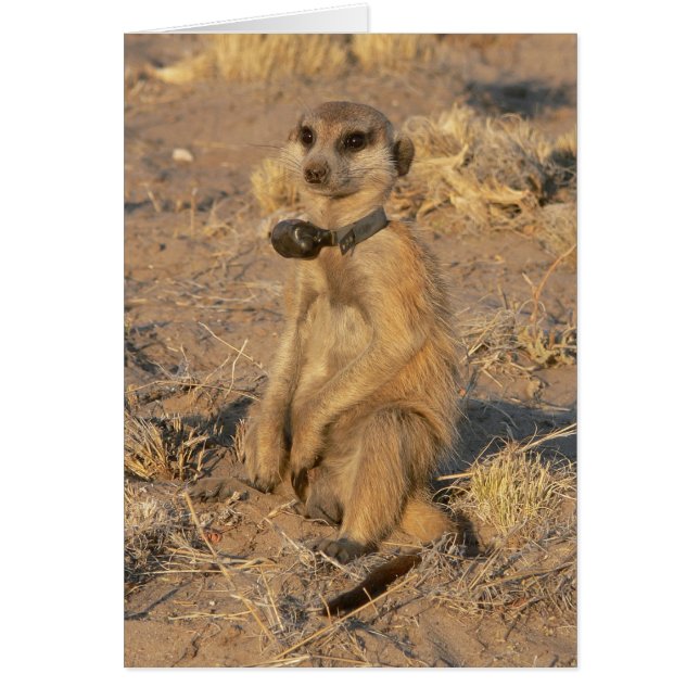 Kort 9 - Yster Gazebo (Framsidan)