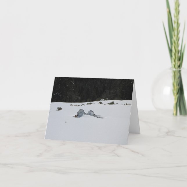 Kort - adirondackstolar i snödriva (Framsida)