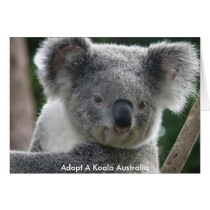 Kort adoptera en koala Australien