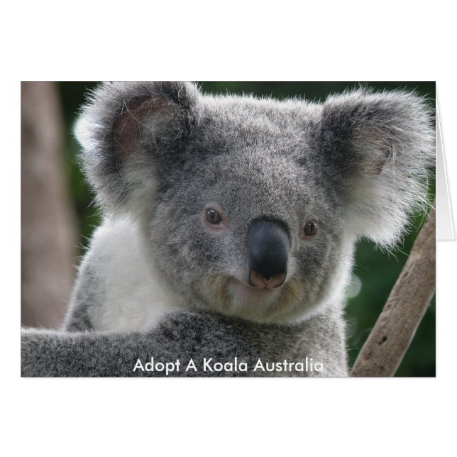 Kort adoptera en Koala Australien (Framsidan Horizontal)