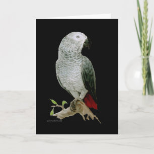 Kort - Afrikansk Grått Parrot