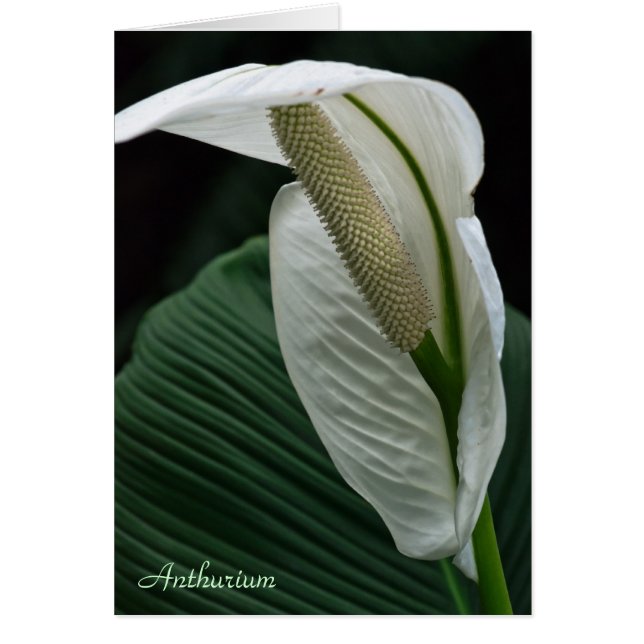 Kort: Anthurium Flower Hälsningskort (Framsidan)
