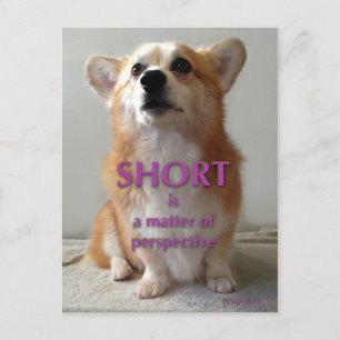 Kort är en fråga om ett Cute Corgi-kort i perspekt