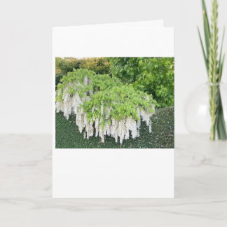 Kort /Beauty/Wisteria/Garden/Nature/WhiteFlowers