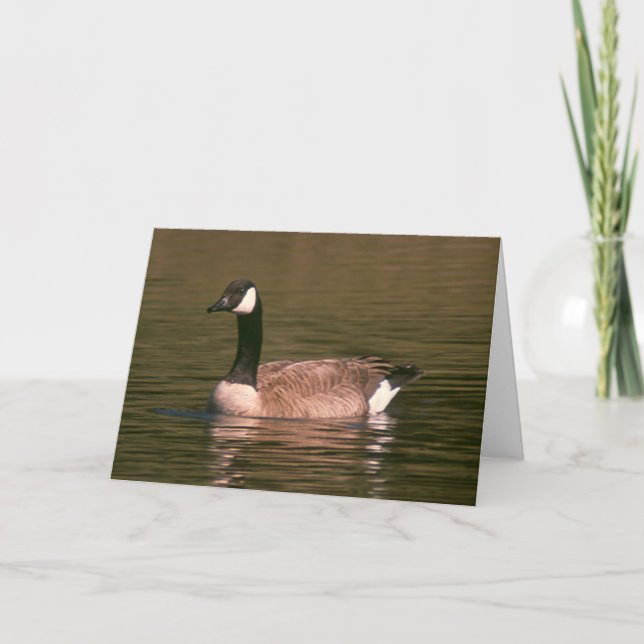 Kort - Canadian Goose (Framsida)