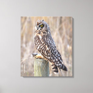 Kort-Eared Uggla med Vole Canvastryck