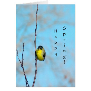 Kort - Finch för Vår