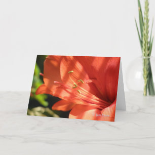 Kort för Amaryllis 01