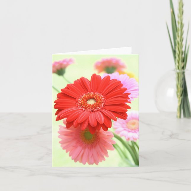 Kort för anpassadeGerber daisy (Framsida)