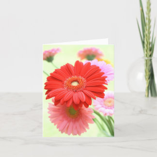 Kort för anpassadeGerber daisy