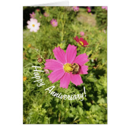 Kort för årsdag med livligt rosa kosmosblomma