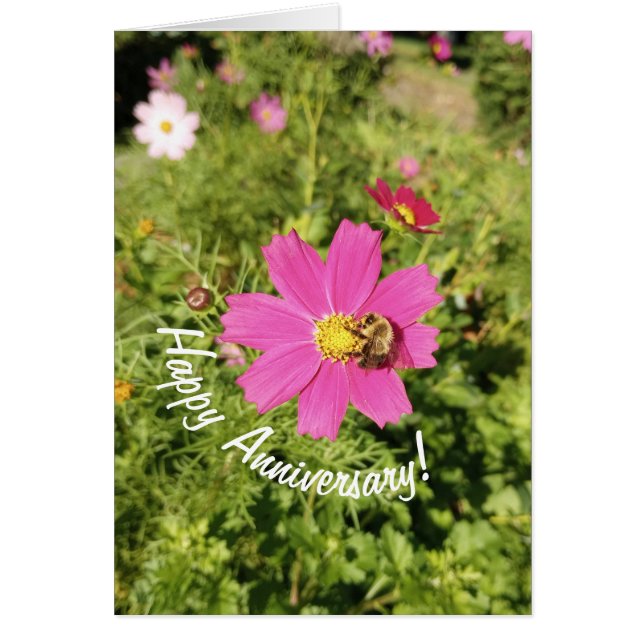 Kort för årsdag med livligt rosa kosmosblomma (Framsidan)