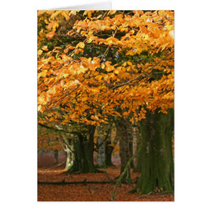 Kort för Autum bokträdträd