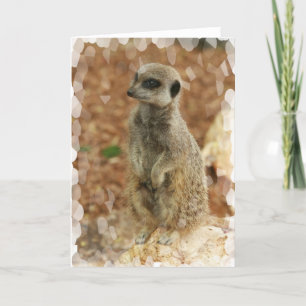 Kort för babyMeerkat hälsning