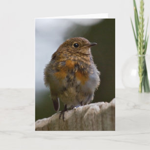 Kort för babyRobin hälsning