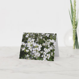 Kort för bergscentret Sten (Arabis alpina)