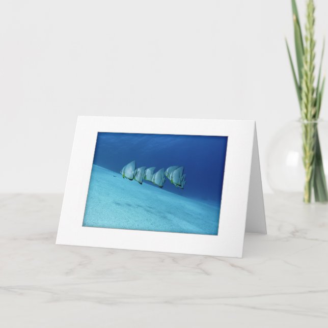 Kort för blåttBatfishhälsning (Framsida)