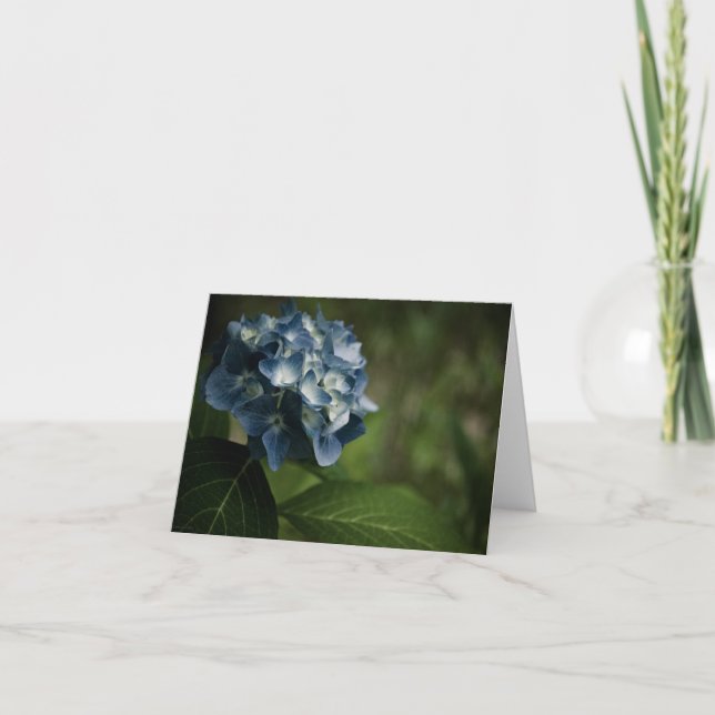 Kort för blåttvanlig hortensia 8519 (Framsida)