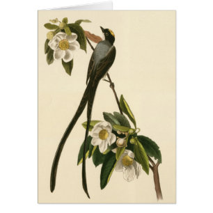 Kort för blom- Flycatcher för fågel för