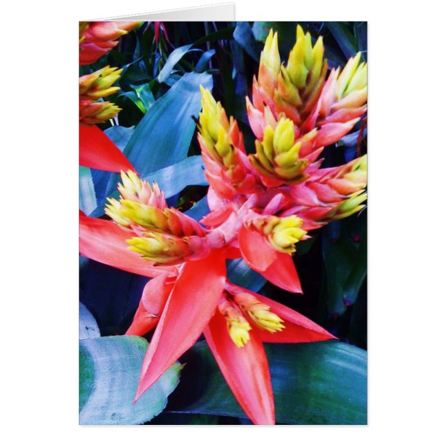 Kort för blomma för exotisk orangegult härligt (Framsidan)