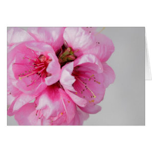 Kort för blomma för persikablommar tomt