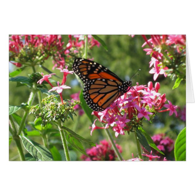 Kort för blommor (Framsidan Horizontal)