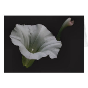 Kort för blomsterfotografi för vitmorgonhärligh