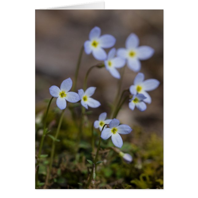 Kort för Bluets vårvildblomma (Framsidan)