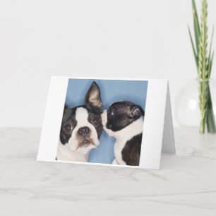 Kort för Boston Terriermors dag