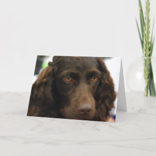 Kort för Boykin Spanielhälsning